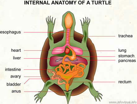 Internal anatomy of a turtle
